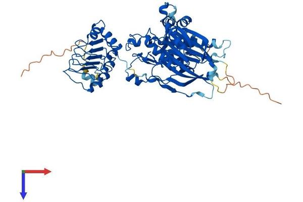 CNOT6L Protein (AA 1-555) (His tag)