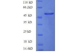 SDS-PAGE (SDS) image for Hepatocyte Growth Factor (Hepapoietin A, Scatter Factor) (HGF) (AA 477-728) protein (GST tag) (ABIN1047161)