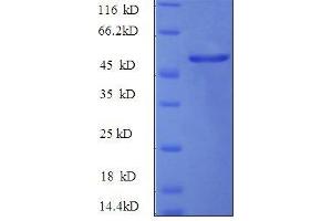 Hepatocyte Growth Factor (Hepapoietin A, Scatter Factor) (HGF) (AA 477-728) protein (GST tag)