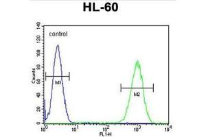 WDR93 Antibody (C-term) flow cytometric analysis of HL-60 cells (right histogram) compared to a negative control cell (left histogram). (WDR93 Antikörper  (C-Term))