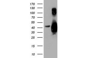 Western Blotting (WB) image for anti-Growth Arrest-Specific 7 (GAS7) antibody (ABIN1498379) (GAS7 Antikörper)
