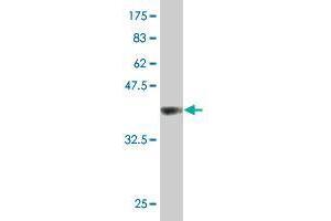 Western Blot detection against Immunogen (37. (CD320 Antikörper  (AA 97-196))