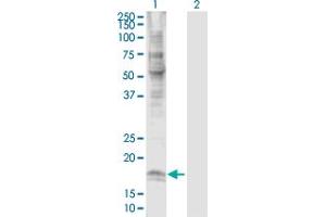 Western Blot analysis of CLDN7 expression in transfected 293T cell line by CLDN7 MaxPab polyclonal antibody. (Claudin 7 Antikörper  (AA 1-211))