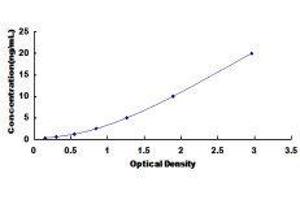 ELISA image for Arylsulfatase F (ARSF) ELISA Kit (ABIN422186)