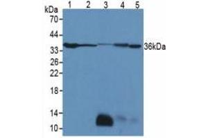 Figure. (LDHB Antikörper  (AA 1-334))