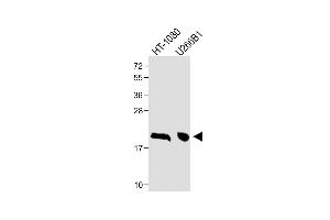 All lanes : Anti-CTAG1A Antibody (N-term) at 1:1000 dilution Lane 1: HT-1080 whole cell lysate Lane 2: U266B1 whole cell lysate Lysates/proteins at 20 μg per lane. (CTAG1A Antikörper  (N-Term))