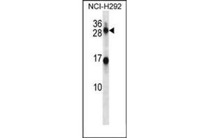 Western blot analysis of KLK14 Antibody (N-term) in NCI-H292 cell line lysates (35ug/lane). (Kallikrein 14 Antikörper  (N-Term))
