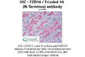 Image no. 1 for anti-Frizzled Family Receptor 10 (FZD10) (Extracellular Domain), (N-Term) antibody (ABIN1734497) (FZD10 Antikörper  (Extracellular Domain, N-Term))