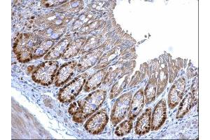 IHC-P Image MCM3 antibody [N1N3] detects MCM3 protein at nucleus on mouse colon by immunohistochemical analysis. (MCM3 Antikörper)