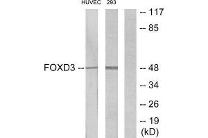 Western Blotting (WB) image for anti-Forkhead Box D3 (FOXD3) (Internal Region) antibody (ABIN1850070) (FOXD3 Antikörper  (Internal Region))
