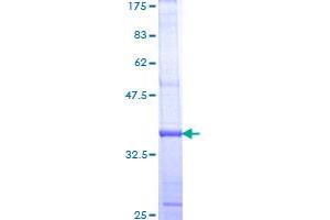 RAMP1 Protein (AA 27-117) (GST tag)