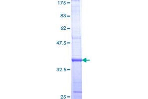 RAMP1 Protein (AA 27-117) (GST tag)