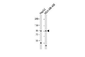 All lanes : Anti-OPHN1 Antibody (Center) at 1:1000 dilution Lane 1: HepG2 whole cell lysate Lane 2: MDA-MB-468 whole cell lysate Lysates/proteins at 20 μg per lane. (Oligophrenin 1 Antikörper  (AA 284-315))
