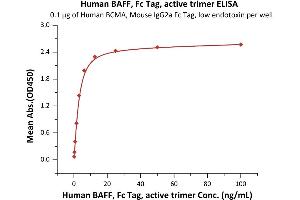 Immobilized Human BCMA, Mouse IgG2a Fc Tag, low endotoxin (ABIN6386435,ABIN6388271) at 1 μg/mL (100 μL/well) can bind Human BAFF, Fc Tag, active trimer (ABIN6972950) with a linear range of 0. (BAFF Protein (AA 140-285) (Fc Tag))