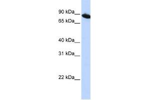 WB Suggested Anti-ZNF780A Antibody Titration:  0. (ZNF780A Antikörper  (N-Term))