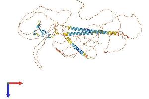 Neuregulin 3 Protein (NRG3) (AA 1-713) (His tag)