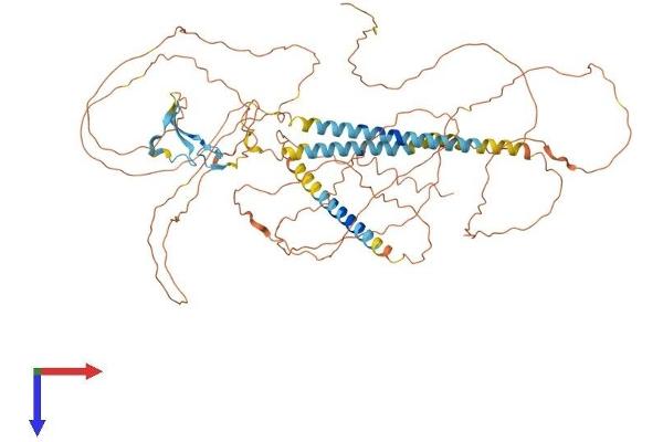 Neuregulin 3 Protein (NRG3) (AA 1-713) (His tag)