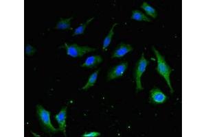 Immunofluorescent analysis of Hela cells using ABIN7155201 at dilution of 1:100 and Alexa Fluor 488-congugated AffiniPure Goat Anti-Rabbit IgG(H+L) (HMGB1 Antikörper  (AA 2-215))