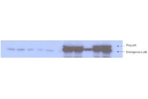 Western blot analysis is shown to detect endogenous and recombinant protein present in HeLa cell lysates transfected with various plk-1 mutation constructs. (PLK1 Antikörper  (pThr210))