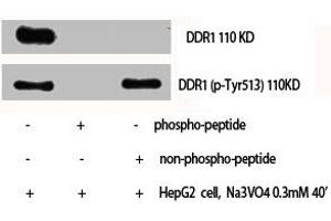 Western Blot analysis of HepG2 cells using Phospho-DDR1 (Y513) Polyclonal Antibody (DDR1 Antikörper  (pTyr513))