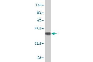Western Blotting (WB) image for anti-Membrane Protein, Palmitoylated 4 (MAGUK P55 Subfamily Member 4) (MPP4) (AA 1-109) antibody (ABIN528376)