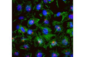 anti-Centrosomal Protein of 131 kDa (CEP131) (AA 1033-1083) antibody
