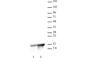 Histone H4K8ac antibody (pAb) tested by Western Blot.