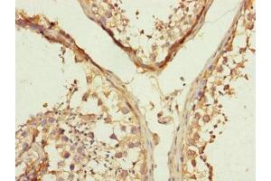 Immunohistochemistry of paraffin-embedded human testis tissue using ABIN7159967 at dilution of 1:100 (MFN1 Antikörper  (AA 622-741))