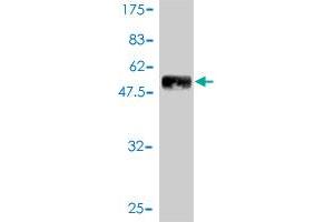 Western Blot detection against Immunogen (47. (PDGFRA Antikörper  (AA 25-218))