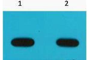 Western Blotting (WB) image for anti-Avi-Tag antibody (ABIN3181223) (Avi-Tag Antikörper)