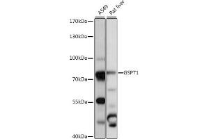 Western blot analysis of extracts of various cell lines, using GSPT1 antibody (ABIN7267321) at 1:1000 dilution.