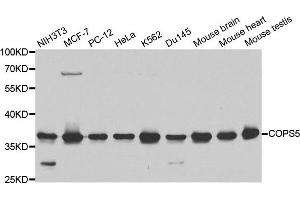 Western blot analysis of extracts of various cell lines, using COPS5 antibody. (COPS5 Antikörper)