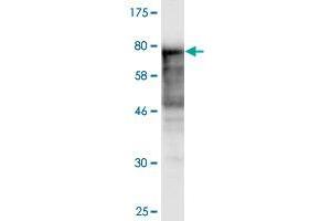 Western Blot detection against Immunogen (84. (NAE1 Antikörper  (AA 1-534))