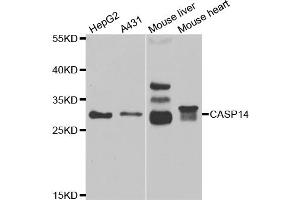 Western blot analysis of extracts of various cell lines, using CASP14 antibody (ABIN5973925) at 1/1000 dilution. (CASP14 Antikörper)