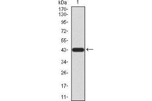 Western blot analysis using LGR5 mAb against human LGR5 (AA: 22-178) recombinant protein. (LGR5 Antikörper  (AA 22-178))