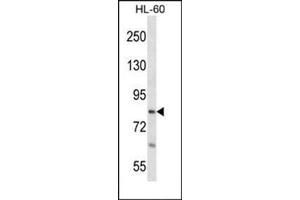 Western blot analysis in HL-60 cell line lysates (35 µg/lane) using RTF1 Antibody (Center) Cat. (RTF1 Antikörper  (Middle Region))