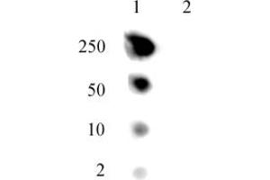 Dot blot of Histone H2A. (H2AFJ Antikörper  (AA 122-129))