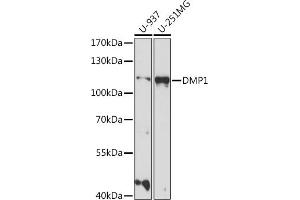 Western blot analysis of extracts of various cell lines, using DMP1 antibody (ABIN7266559) at 1:1000 dilution. (DMP1 Antikörper  (AA 1-100))