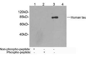 Western blot analysis of recombinant human tau protein using Rabbit Anti-Tau (Ser422) Polyclonal Antibody (ABIN398669) Lane 1: Rabbit Anti-Tau (Ser422) Polyclonal Antibody pre-incubated with non-phoshpo-peptideLane 2: Rabbit Anti-Tau (Ser422) Polyclonal Antibody pre-incubated with phoshpo-peptideLane 3: Rabbit Anti-Tau (Ser422) Polyclonal AntibodyLane 4: Purified Rabbit IgG (Whole Molecule) Control (ABIN398653) Secondary antibody: Goat Anti-Rabbit IgG (H&L) [HRP] Polyclonal Antibody (ABIN398323) The signal was developed with LumiSensorTM HRP Substrate Kit (ABIN769939) (tau Antikörper  (Ser422))