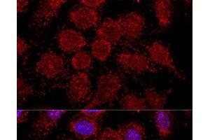 Confocal immunofluorescence analysis of HeLa cells using RPL30 Polyclonal Antibody at dilution of 1:200. (RPL30 Antikörper)
