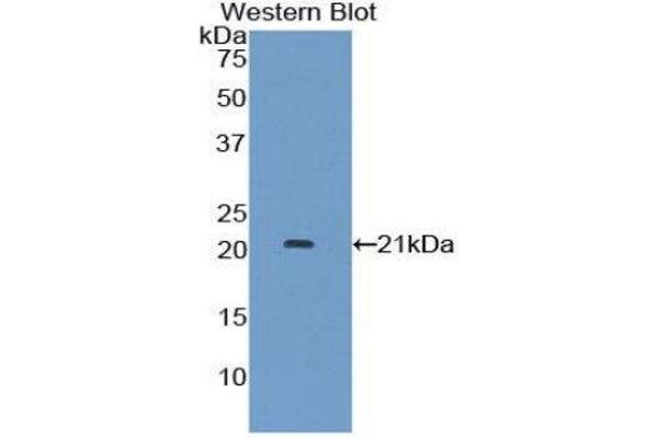 IFNA7 anticorps  (AA 24-189)