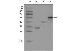 Western blot analysis using PEG10 mouse mAb against truncated Trx-PEG10 recombinant protein (1),truncated GST-PEG10 (aa1-120) recombinant protein (2) and full-length PEG10 (aa1-325)-hIgGFc transfected CHO-K1 cell lysate (3).