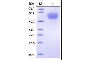 Human PD-1, Fc Tag (HPLC-verified) on SDS-PAGE under reducing (R) condition. (PD-1 Protein (AA 25-167) (Fc Tag))