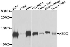 Western blot analysis of extracts of various cell lines, using ASCC3 antibody (ABIN5974947) at 1/1000 dilution. (ASCC3 Antikörper)