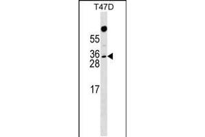 Western blot analysis in T47D cell line lysates (35ug/lane). (RHOXF1 Antikörper  (AA 103-129))