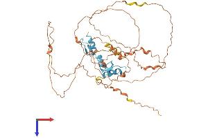KLF5 Protein (AA 1-446) (His tag)