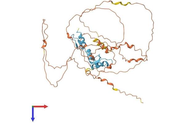 KLF5 Protein (AA 1-446) (His tag)