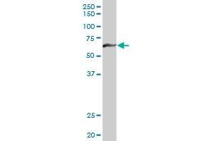 MTM1 MaxPab rabbit polyclonal antibody. (MTM1 Antikörper  (AA 1-603))