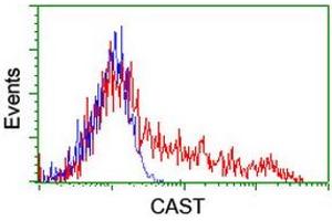 HEK293T cells transfected with either RC211776 overexpress plasmid (Red) or empty vector control plasmid (Blue) were immunostained by anti-CAST antibody (ABIN2455597), and then analyzed by flow cytometry. (Calpastatin Antikörper)