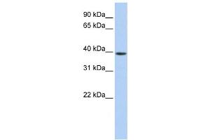Western Blotting (WB) image for anti-Guanine Nucleotide Binding Protein (G Protein), alpha Activating Activity Polypeptide O (GNAO1) antibody (ABIN2459901) (GNAO1 Antikörper)